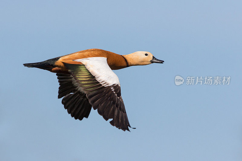 飞行的红壳鸭(Tadorna ferruginea)